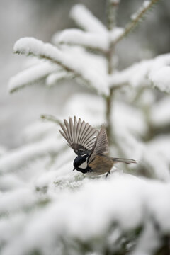 A small Coal Tit, with its black head and grey-brown body, spreads its wings while perched on a snow-covered evergreen branch during a cold Winter season