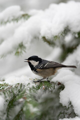 A small coal tit, identified by its black head and white cheek, perches on a snow covered evergreen branch during the winter season in a European location