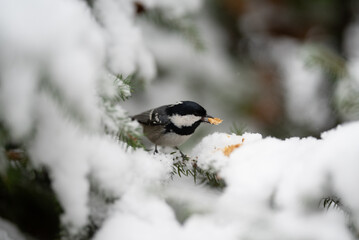 Small black and white bird sits on a snow-covered evergreen branch. It is holding a small piece of food in its beak on a cold winter day