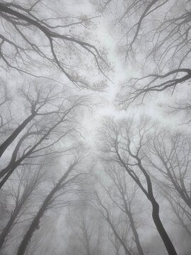 Dense mist wraps around the forest, hiding the distance and leaving only shadows of bare trees. Wet bark, soft moss, and grey light create a deep, moody, atmospheric landscape.