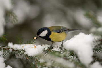 Naklejka premium A small Great Tit bird sits on a snow covered evergreen branch and eats a piece of food during the winter season. The scene is peaceful and quiet