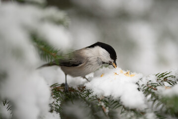 A Willow Tit, with its distinctive black cap, stands on a snow-covered evergreen branch. The bird is pecking at bits of food scattered on the snow. It is winter