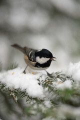 A small coal tit stands on a green tree branch covered in white snow. The bird looks to be eating a seed during winter. The background is blurred