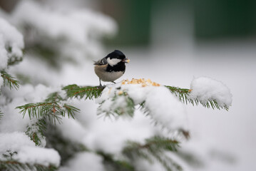 A small coal tit is perched on a snow-covered branch of a pine tree. The bird is eating food. The setting is a winter scene © honey_paws