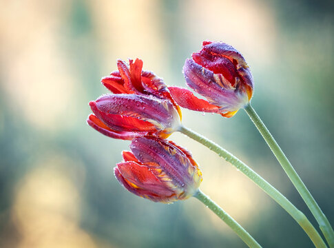 Piękne, czerwone Tulipany wyizolowane z tła, tapeta, dekoracja.
