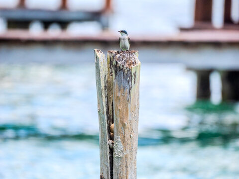 Un oiseau sur la lagune de Bacalar