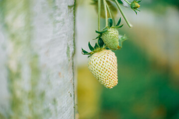 Unripe white and green strawberries hanging on a vine in a bright, soft-focus garden setting © Antler Tackle