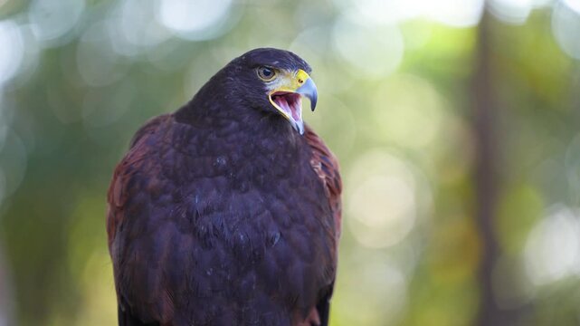 Harris Hawk (Parabuteo unicinctus) bird with in natural habitats.