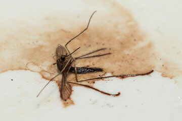 Close-up of a Dead Aedes Mosquito with Visible Fluid Discharge on a Dirty Surface