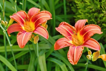 Daylily flower close up - Hemerocallis flower in the garden