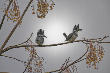 Crested Kingfisher on Branch Wildlife Photography