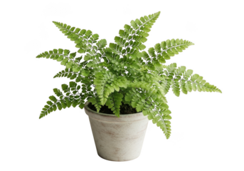 Lush vibrant houseplant potted greenery beautiful foliage plant nature decorative indoor garden transparent background