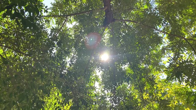 A low-angle view of green trees with sunlight filtering through the leaves. 4K resolution.