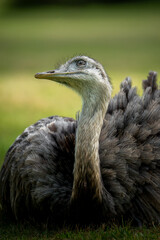 &ntilde;and&uacute;, choique pampeano (Rhea americana)	