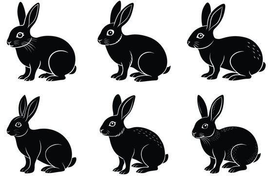 rabit