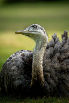 &ntilde;and&uacute;, choique pampeano (Rhea americana)	