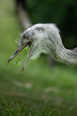 &ntilde;and&uacute;, choique pampeano (Rhea americana)	