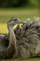 &ntilde;and&uacute;, choique pampeano (Rhea americana)	
