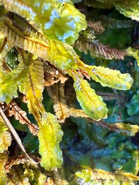 sotobosque en el amanecer con la humedad de la madrugada