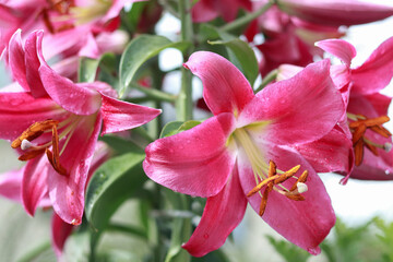 Macro portrait of pink trumpet lilies with water droplets and soft green background; versatile floral image for packaging, cosmetic branding, posters and online marketing.