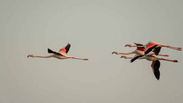 Groupe de 4 flamants rose de Camargue en plein vol 