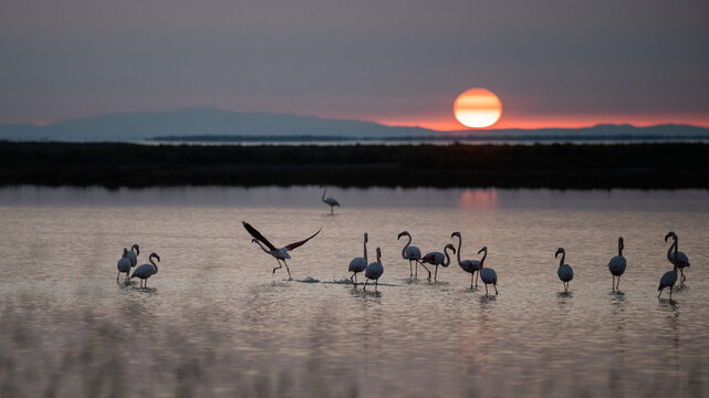 Envol&eacute;e de flamants au petit matin en Camargue 