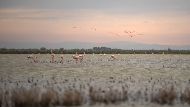 Groupe de flamants rose en Camargue 
