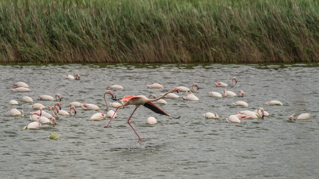 Flamants rose en train de s'envoler 