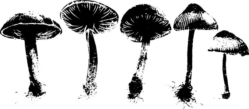Black and white mushroom growth stages stencil illustration for posters or cards