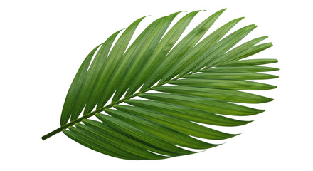 Obraz premium Green Palm Leaf With White Outline On Black Background tropical plant