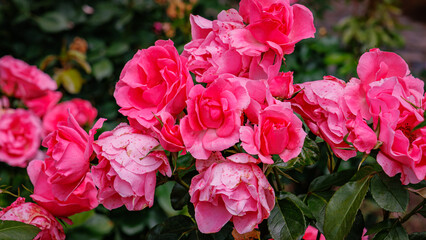 Roses Grow in a Garden With Various Shades and Vibrant Colors During the Warm Season