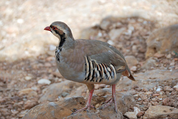 The rock partridge (Alectoris graeca) birds
