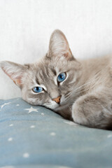 Gray cat resting on a blue pillow with stars and looking calm  