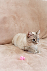 Thai cat playing with pink toy on beige sofa indoors  