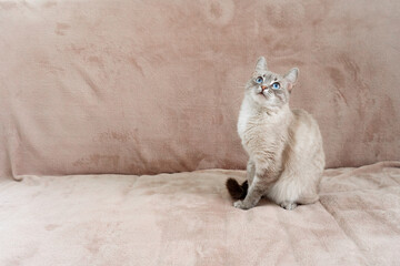Thai cat looking up with bright blue eyes on beige couch  
