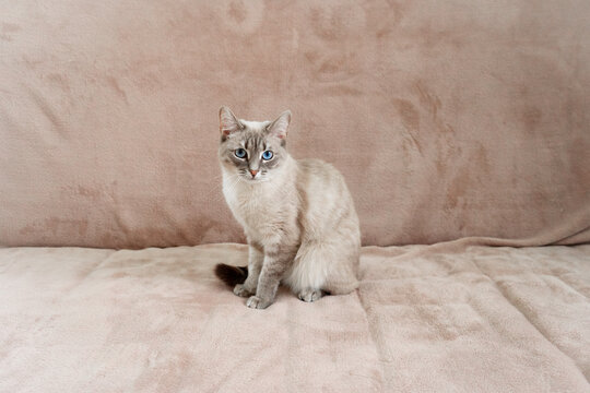 Thai cat sitting on a plush surface with blue eyes and light fur   - Powered by Adobe