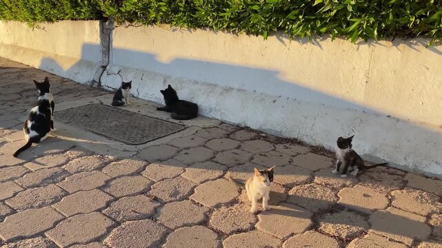 Stray cats sitting on a city street, waiting for food. urban wildlife, hunger, vulnerability, and everyday street life. travel, animal care topics, social issues, volunteering, city stories.