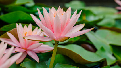 Fototapeta premium Beautiful pink water lilies blooming in a serene pond surrounded by lush green leaves