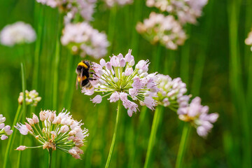 Bumblebee collecting nectar from white flowers in a vibrant green field during sunny afternoon