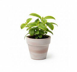 Obraz premium Small green plant isolated on a white background