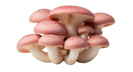 Pink oyster mushrooms cluster with textured caps and white stems for culinary and mycology studies