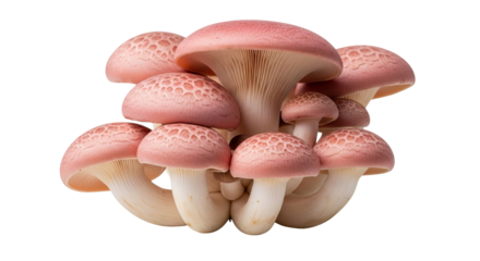 Pink oyster mushrooms cluster with textured caps and white stems for culinary and mycology studies