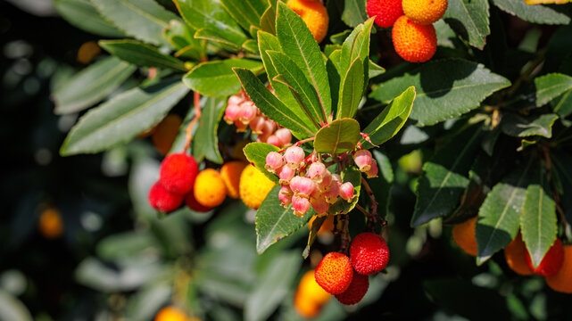 Fruiting Arbutus Unedo Tree with Red and Orange Berries