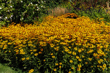 Vibrant yellow flowers in bloom at a sunny garden during late summer afternoon