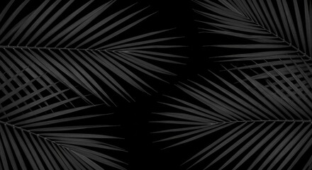 Obraz premium Elegant Black Palm Fronds: Minimalist Composition on Dark Background