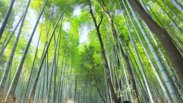Arashiyama lush green bamboo grove forest