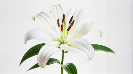 Fototapeta premium Beautiful White Lily Flower Isolated on White Background, Elegant Bloom Symbolizing Purity, Grace, and Natural Botanical Beauty