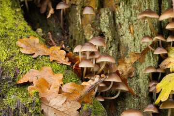 Collection of many light brown mushrooms with large caps, brown mushrooms growing on tree bark, mycelium growing on a mossy spot, mushrooms in the forest, close-up of mycelium, oak leaves and moss
