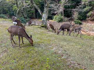 Group of wild deer grazing in forest clearing