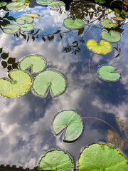 Water lilies reflecting clouds in pond